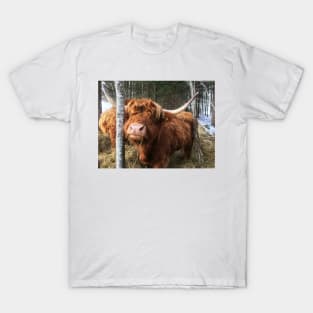 Scottish Highland Cattle Cow 1922 T-Shirt